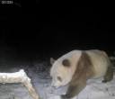 秦岭再次发现棕色大熊猫
